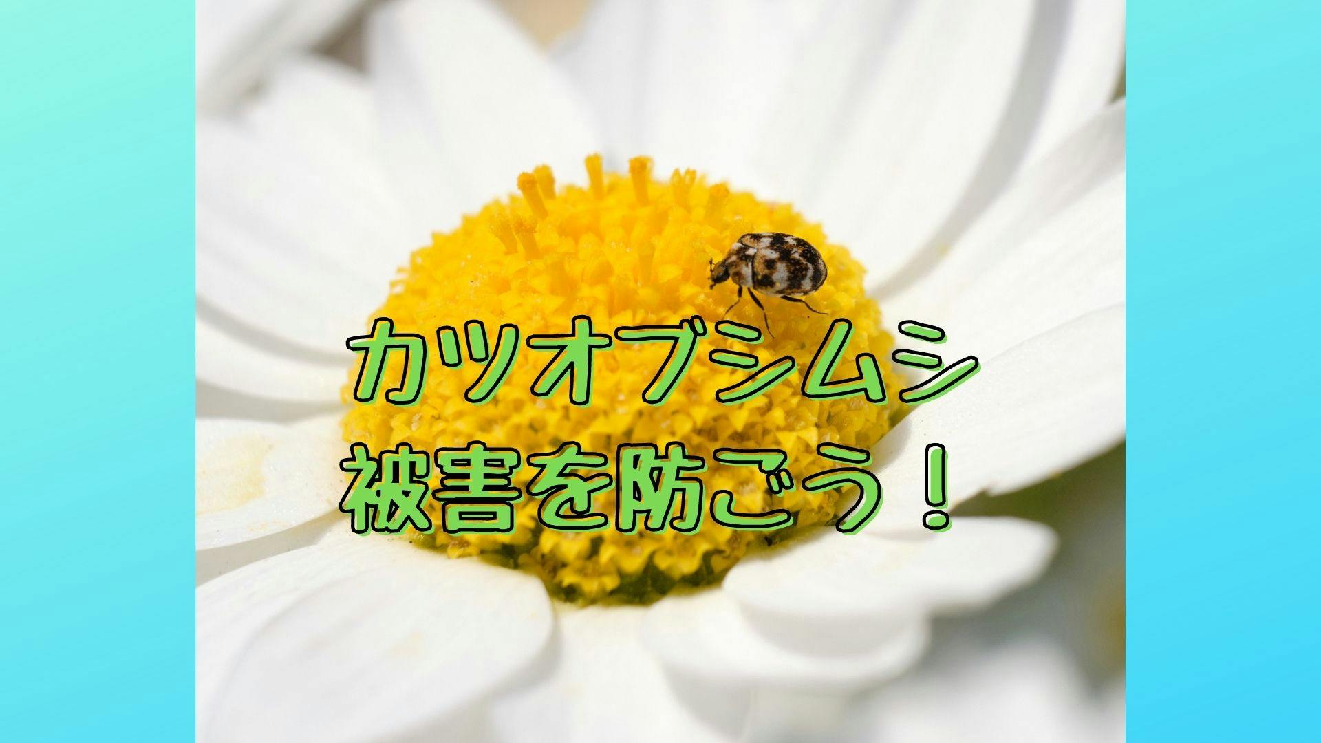 カツオブシムシから衣類を守ろう 侵入の原因を知って 繁殖を防ぐ対策を ミツモア