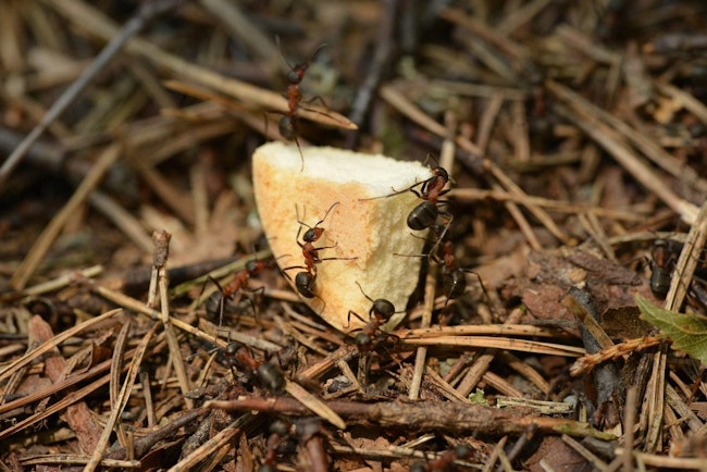 アリの効果的な駆除方法とは？部屋の中に侵入させない予防法も紹介