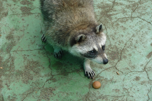これはタヌキの足跡 大きさや形をもとにした判断方法 他の動物との比較や見分け方も ミツモア