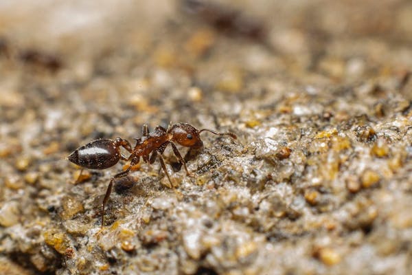 アリの効果的な駆除方法とは 部屋の中に侵入させない予防法も紹介 ミツモア アリの効果的な駆除方法とは 部屋の中に侵入させない予防法も紹介 ミツモア