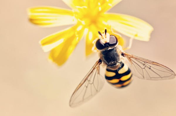 とっくり蜂の巣は駆除すべき 活動時期や危険性を確認しよう ミツモア とっくり蜂の巣は駆除すべき 活動時期や危険性を確認しよう ミツモア