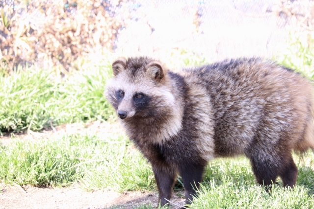 これはタヌキの足跡 大きさや形をもとにした判断方法 他の動物との比較や見分け方も ミツモア