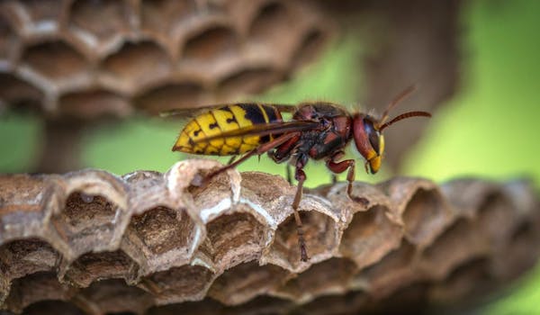 ツチバチの巣を駆除する方法とは そもそもツチバチってどんなハチ ミツモア ツチバチの巣を駆除する方法とは そもそもツチバチってどんなハチ ミツモア