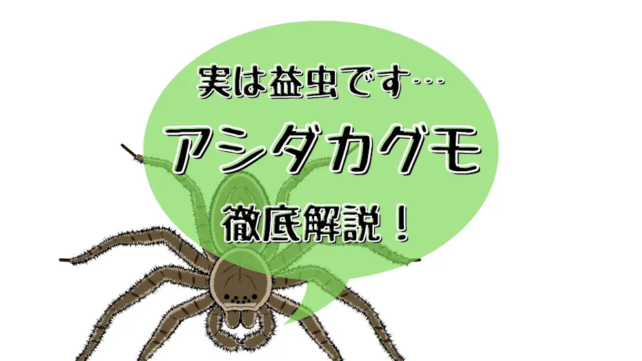 アシダカグモは怖い見た目だけど役に立つ益虫 放置でokな理由とは 飼育もできる