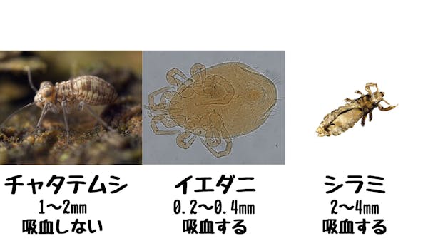 チャタテムシ、ダニ、シラミの比較