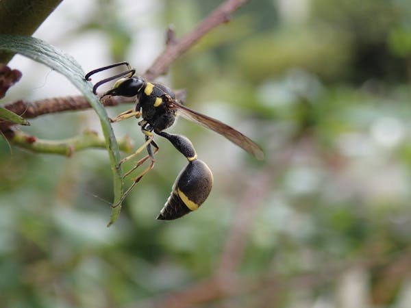 とっくり蜂 トックリバチ の巣は駆除すべき 活動時期や危険性を確認しよう とっくり蜂 トックリバチ の巣は駆除すべき 活動時期や危険性を確認しよう