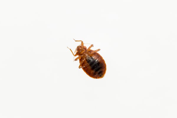 ゴキブリの赤ちゃんを見つけたら要注意 駆除方法と今後の対策を解説 ミツモア ゴキブリの赤ちゃんを見つけたら要注意 駆除方法と今後の対策を解説 ミツモア