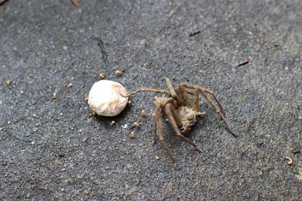 アシダカグモは怖い見た目だけど役に立つ益虫 放置でokな理由とは 飼育もできる ミツモア アシダカグモは怖い見た目だけど役に立つ益虫 放置でokな理由とは 飼育もできる ミツモア
