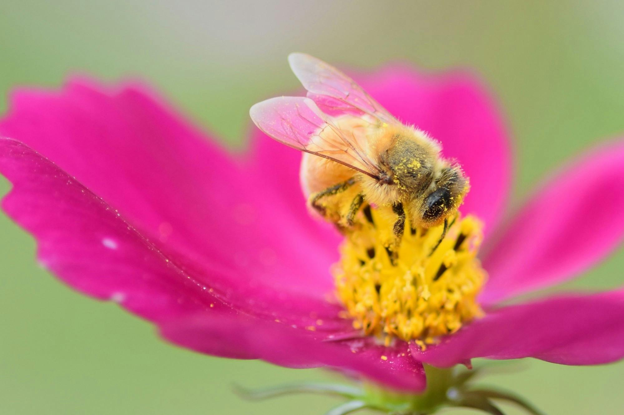 働き蜂の生態は 女王蜂やオス蜂との違いも解説