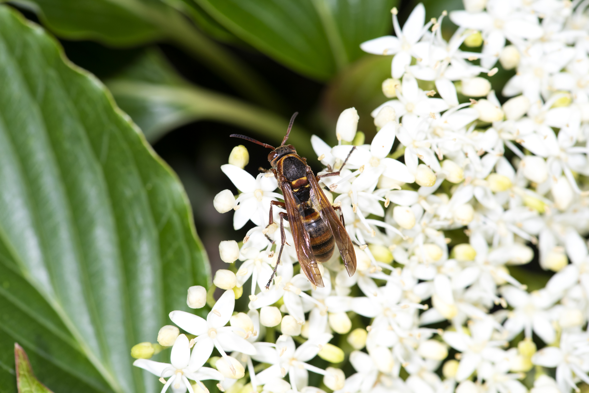 キボシアシナガバチとはどんな蜂？特徴や刺されたときの対処法を紹介