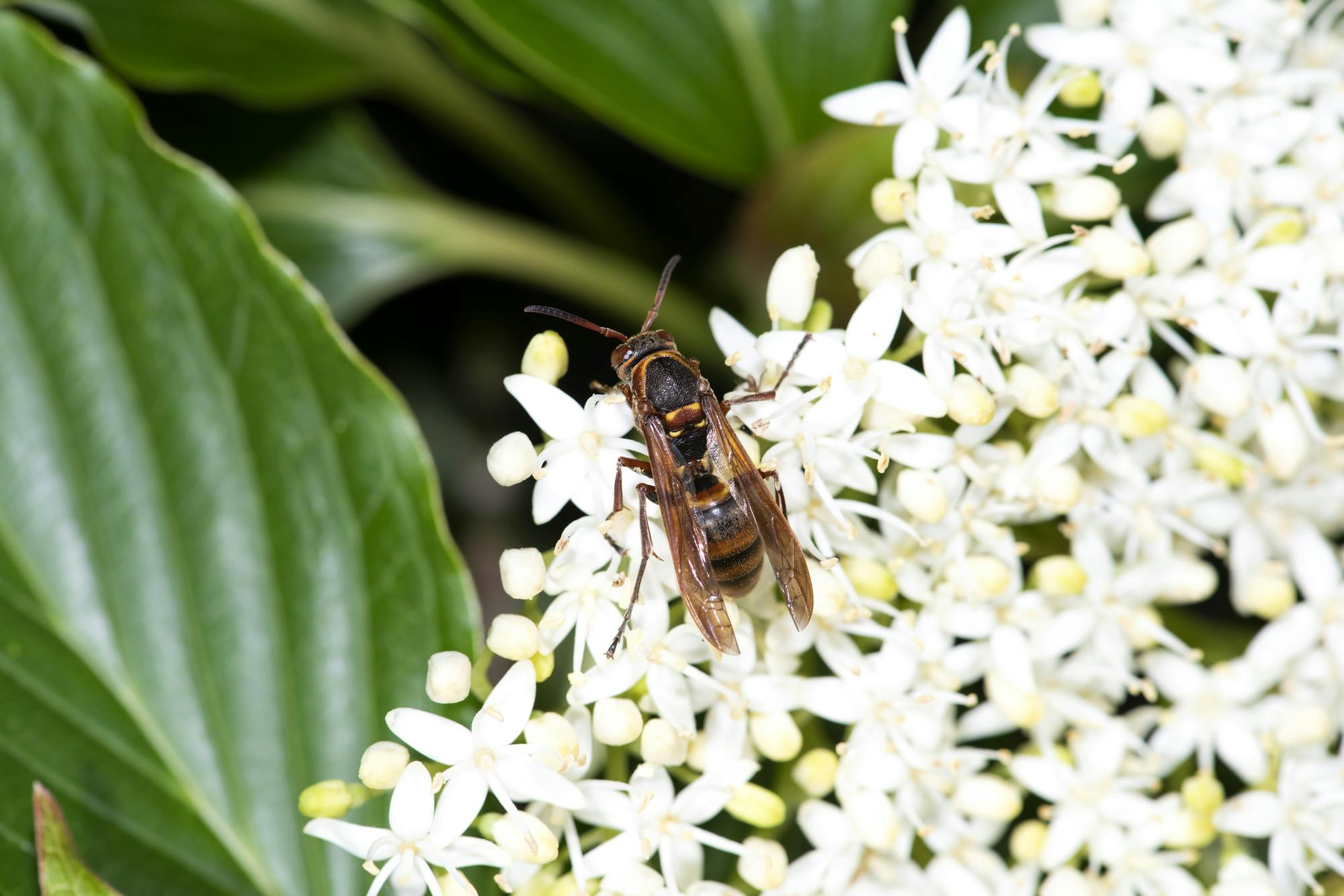 キボシアシナガバチとはどんな蜂 特徴や刺されたときの対処法を紹介 ミツモア