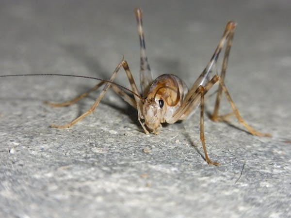 北海道にゴキブリはいない のは昔の話 生息している種類や地域 対策方法を紹介 ミツモア 北海道にゴキブリはいない のは昔の話 生息している種類や地域 対策方法を紹介 ミツモア
