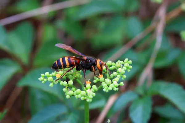ヒメスズメバチの特徴と対策 危険性が低くあまり攻撃しないのは本当 生態を徹底解説 ミツモア ヒメスズメバチの特徴と対策 危険性が低くあまり攻撃しないのは本当 生態を徹底解説 ミツモア