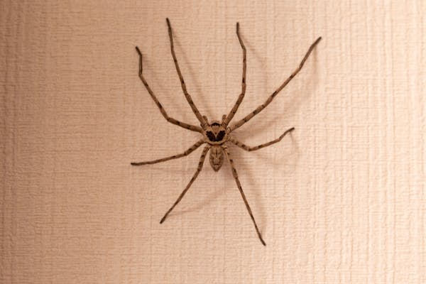 アシダカグモは怖い見た目だけど役に立つ益虫 放置でokな理由とは 飼育もできる ミツモア アシダカグモは怖い見た目だけど役に立つ益虫 放置でokな理由とは 飼育もできる ミツモア
