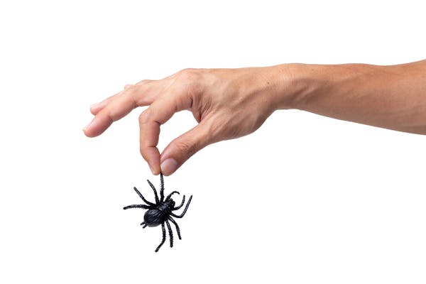 アシダカグモは怖い見た目だけど役に立つ益虫 放置でokな理由とは 飼育もできる ミツモア アシダカグモは怖い見た目だけど役に立つ益虫 放置でokな理由とは 飼育もできる ミツモア