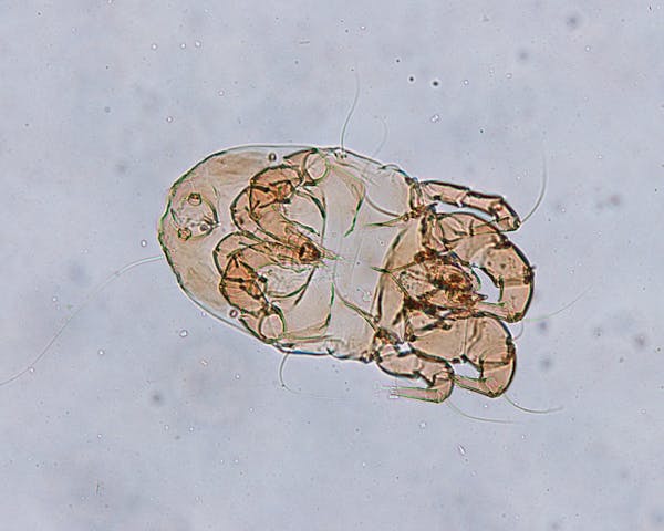 畳に発生する虫の種類と 駆除方法は 繁殖する原因をおさえてしっかり予防しよう 畳に発生する虫の種類と 駆除方法は 繁殖する原因をおさえてしっかり予防しよう