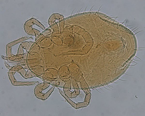 イエダニに刺されたときの症状とは 治療法や駆除方法を紹介 ミツモア イエダニに刺されたときの症状とは 治療法や駆除方法を紹介 ミツモア