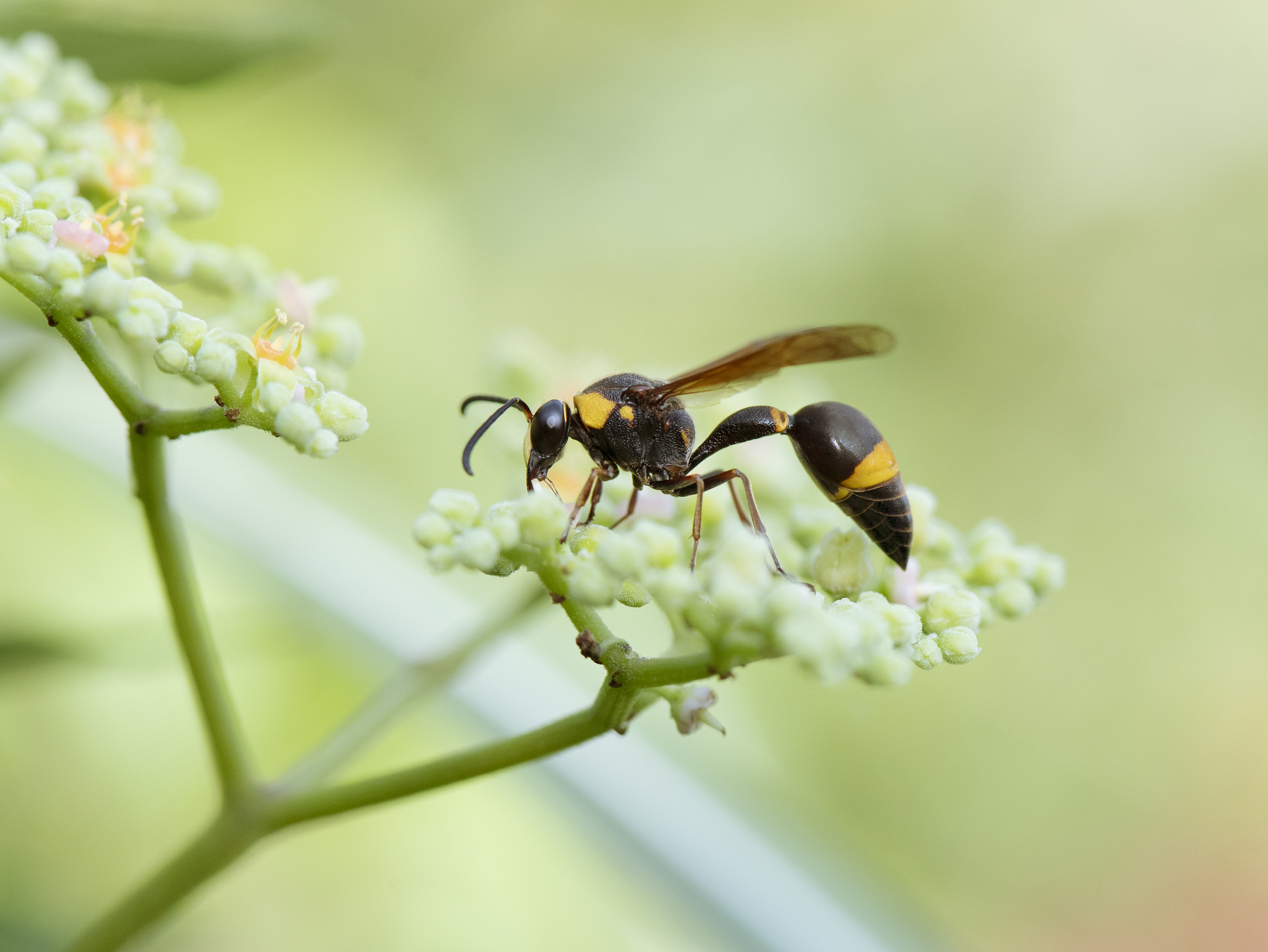 とっくり蜂(トックリバチ)の巣は駆除すべき？活動時期や危険性を確認 