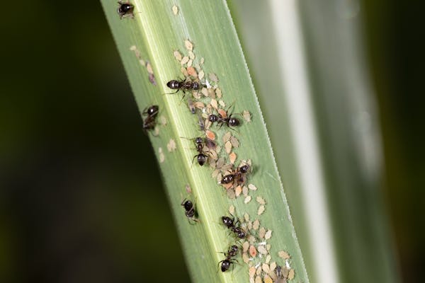 アブラムシの発生原因と駆除方法 予防方法を解説 無農薬でも対策できる ミツモア