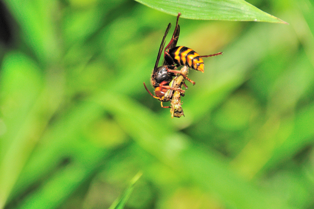 モンスズメバチ