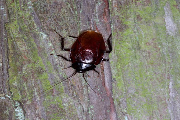 北海道にゴキブリはいない のは昔の話 生息している種類や地域 対策方法を紹介 ミツモア 北海道にゴキブリはいない のは昔の話 生息している種類や地域 対策方法を紹介 ミツモア