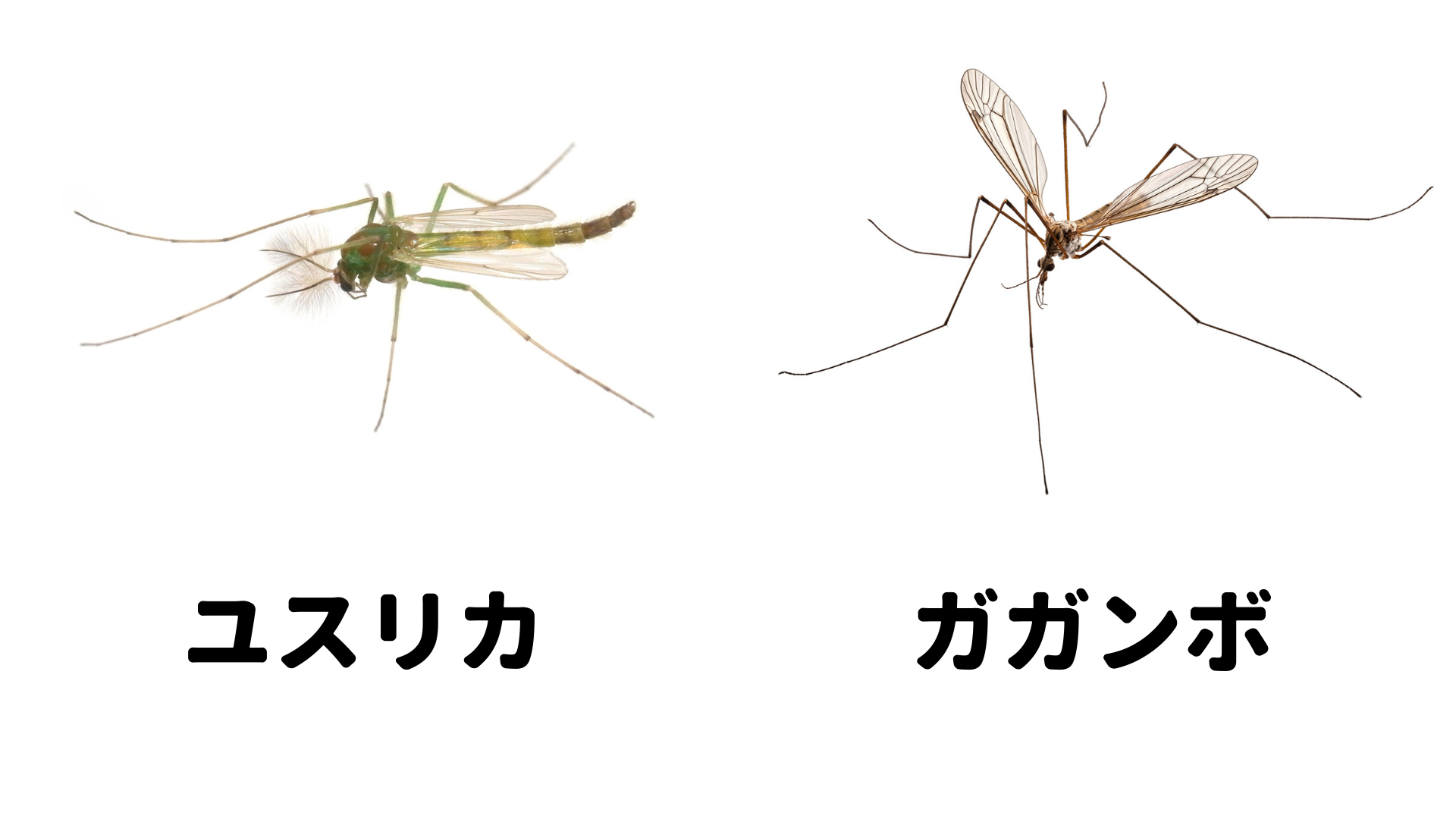 日本にいる蚊の種類について解説 生態 ライフサイクルを知って 発生を予防しよう ミツモア