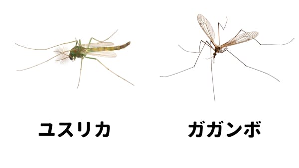 日本にいる蚊の種類について解説 生態 ライフサイクルを知って 発生を予防しよう ミツモア