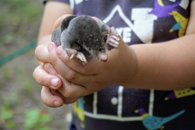 モグラの効果的な退治方法を紹介！特徴や巣の場所を知って対処しよう