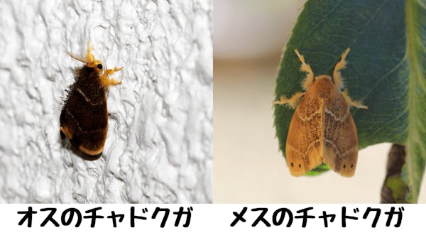 チャドクガは卵のうちに除去しよう 毒針毛の危険性と駆除方法を解説 チャドクガは卵のうちに除去しよう 毒針毛の危険性と駆除方法を解説