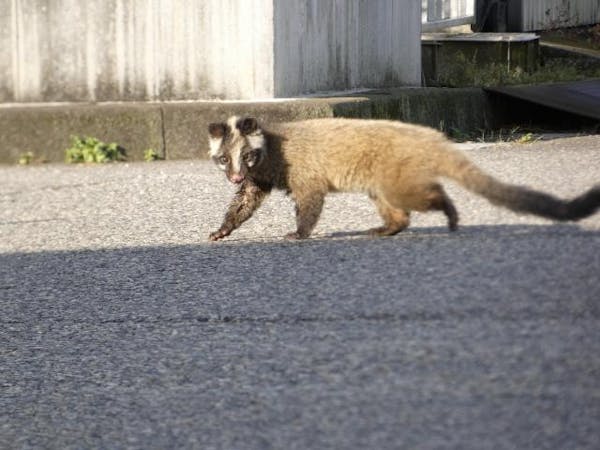 道路を渡るハクビシン