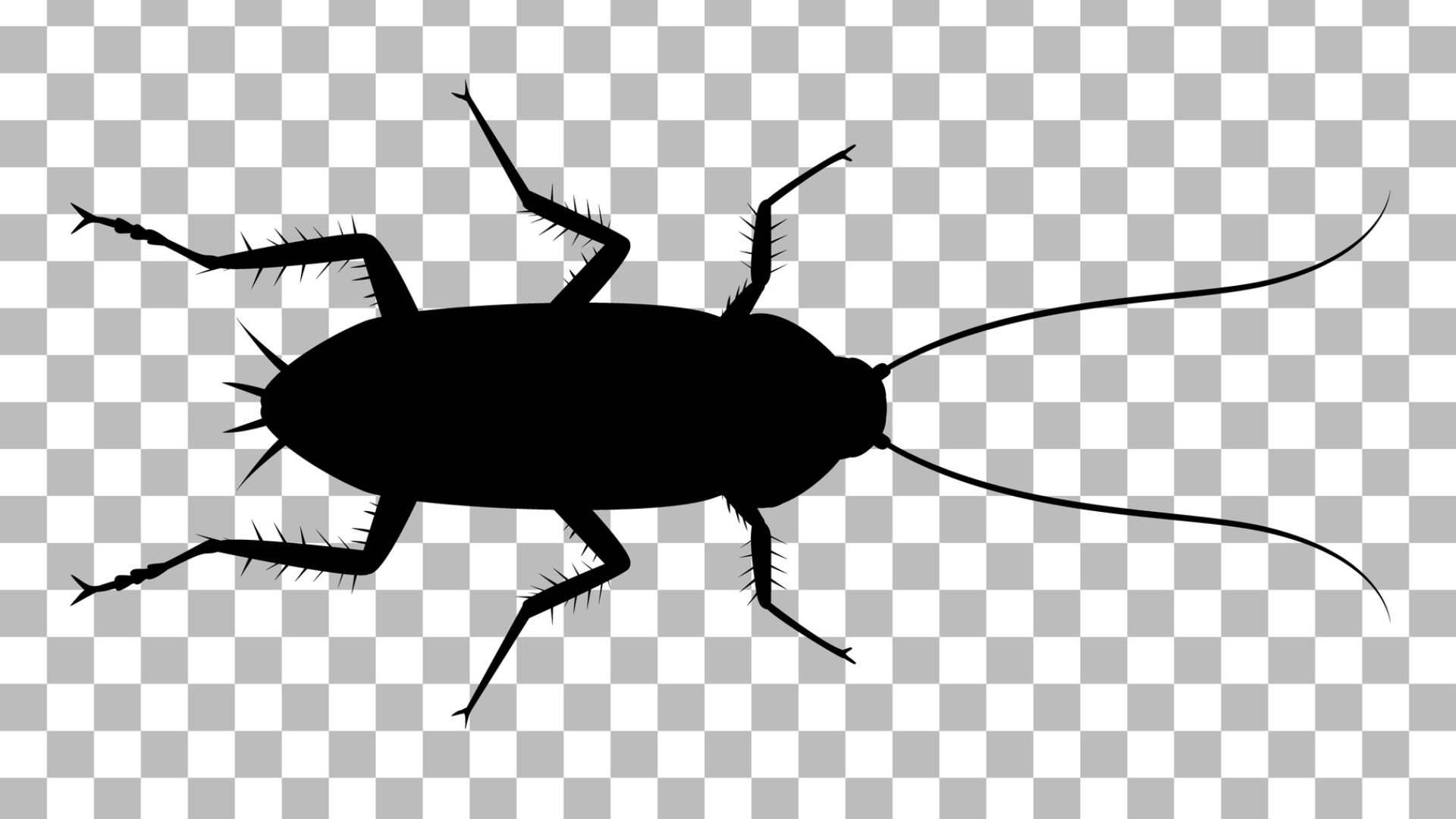 ゴキブリの種類と生態を紹介 繁殖時期や侵入経路から対策を練ろう