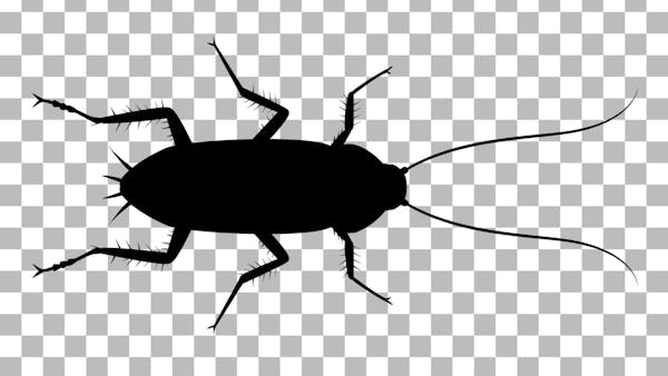 ゴキブリの種類と生態を紹介 繁殖時期や侵入経路から対策を練ろう ゴキブリの種類と生態を紹介 繁殖時期や侵入経路から対策を練ろう