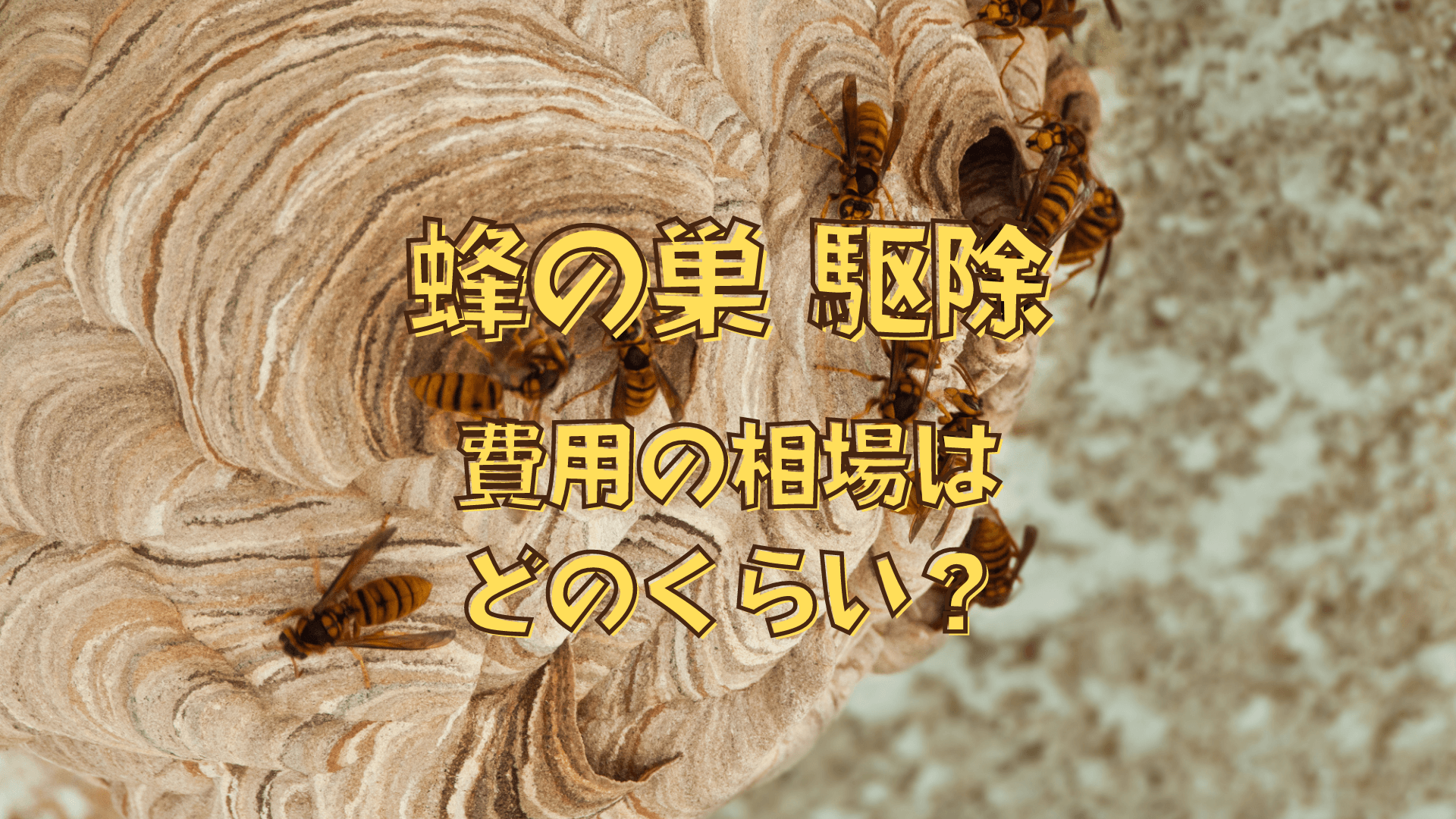 蜂の巣駆除にかかる料金はどのくらい？費用相場や、安く済ませる 