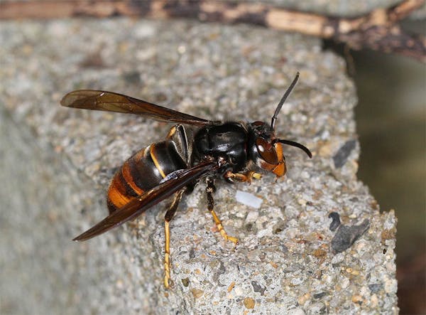 ツマアカスズメバチの特徴や被害は 特定外来生物の危険性と 見つけたときの対処法 ミツモア ツマアカスズメバチの特徴や被害は 特定外来生物の危険性と 見つけたときの対処法 ミツモア