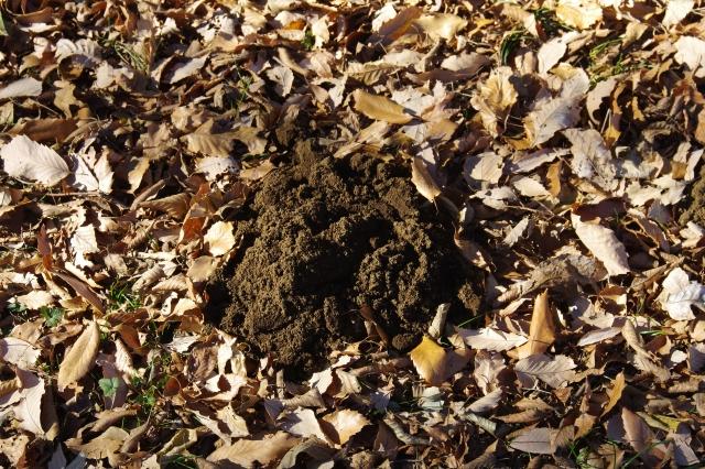 モグラの効果的な退治方法を紹介 特徴や巣の場所を知って対処しよう
