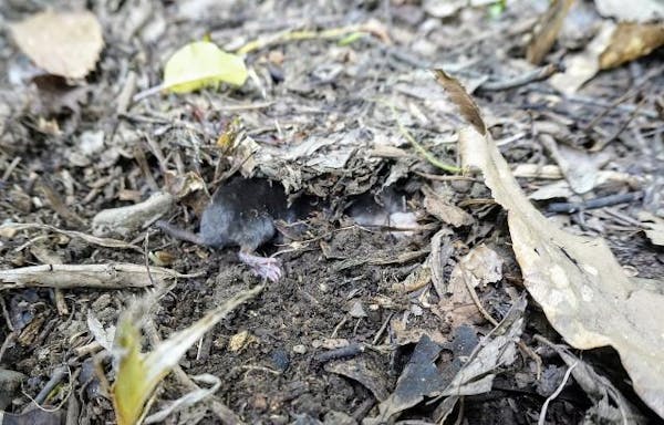 モグラの効果的な退治方法を紹介 特徴や巣の場所を知って対処しよう ミツモア モグラの効果的な退治方法を紹介 特徴や巣の場所を知って対処しよう ミツモア