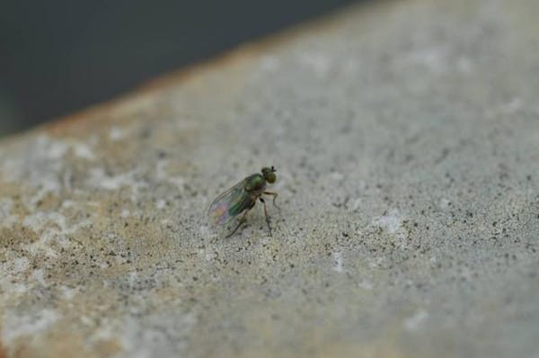 コバエ駆除に効果的な方法とは 発生原因と身近な対処法を徹底解説 ミツモア コバエ駆除に効果的な方法とは 発生原因と身近な対処法を徹底解説 ミツモア