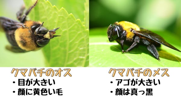 クマバチのオスとメスの違い