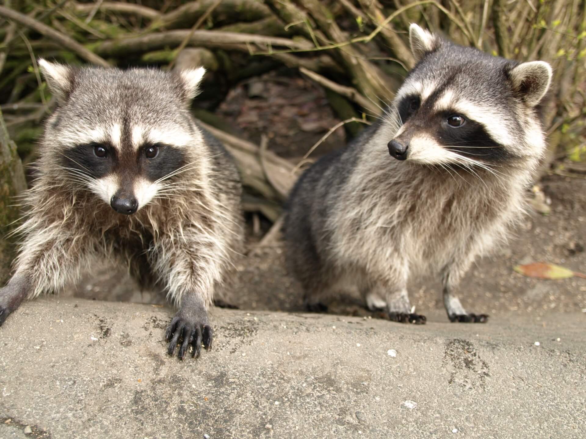 アライグマに天敵はいない？対策方法と駆除する際のポイント