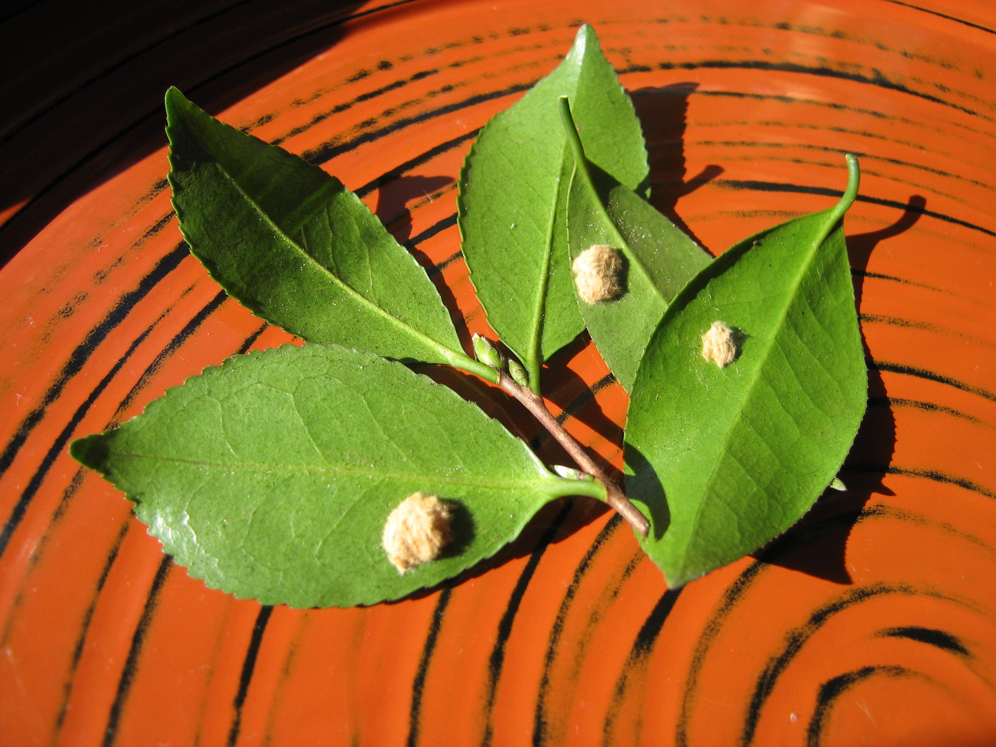 チャドクガは卵のうちに除去しよう 毒針毛の危険性と駆除方法を解説 ミツモア