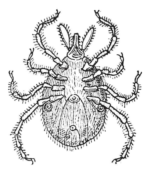 イエダニに刺されたときの症状とは 治療法や駆除方法を紹介 ミツモア イエダニに刺されたときの症状とは 治療法や駆除方法を紹介 ミツモア