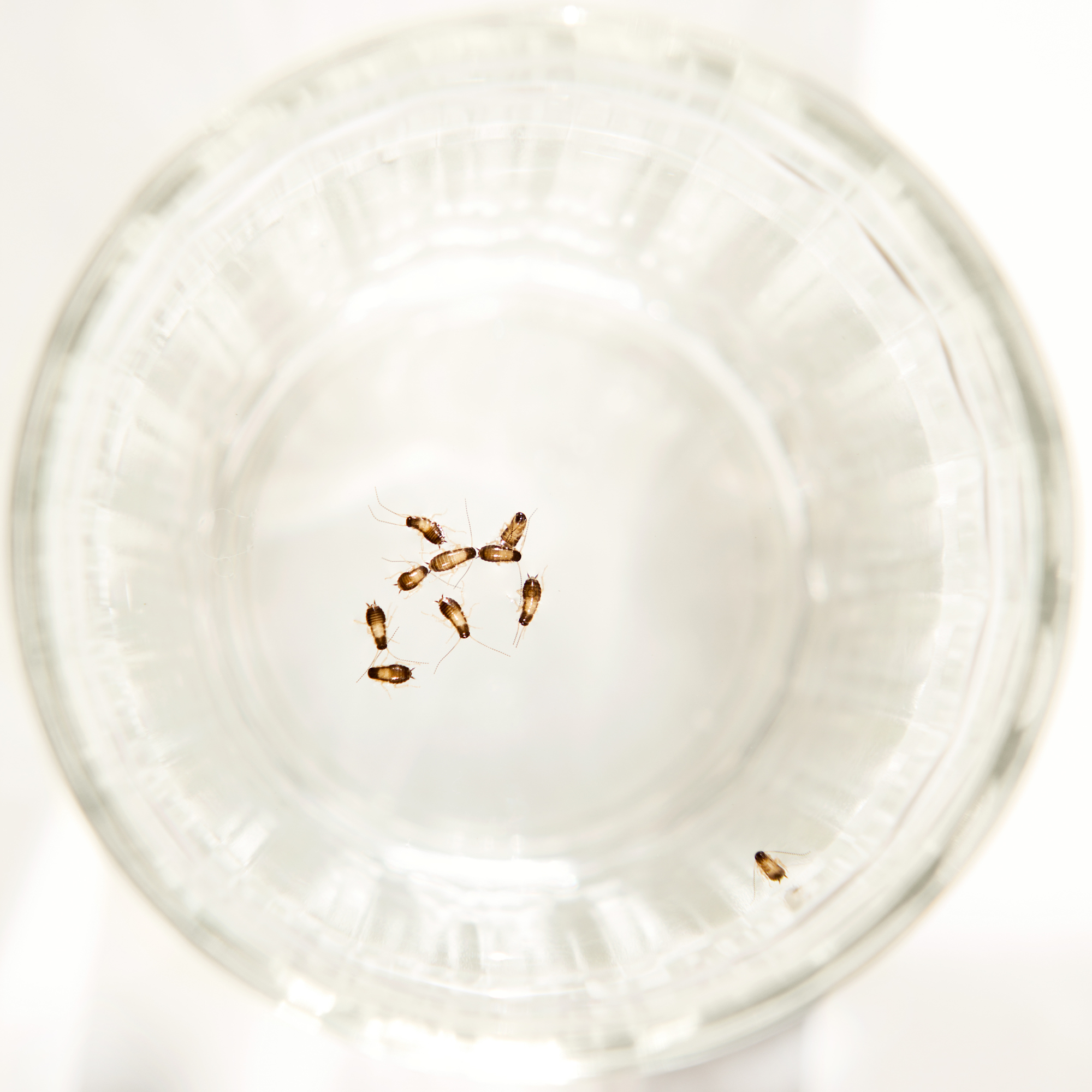 ゴキブリの種類と生態を紹介 繁殖時期や侵入経路から対策を練ろう