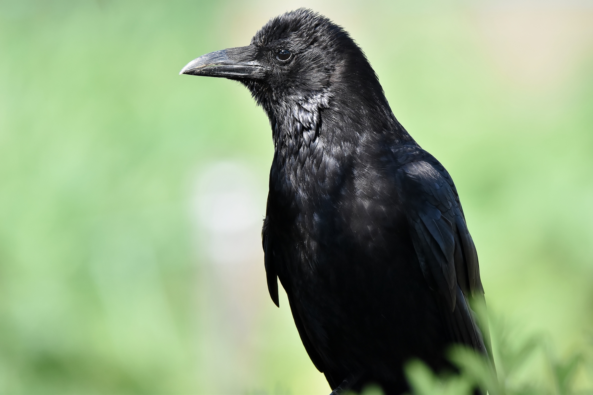 カラスはなぜ鳴く うるさい鳴き声の意味や 襲われないための知識を解説 ミツモア