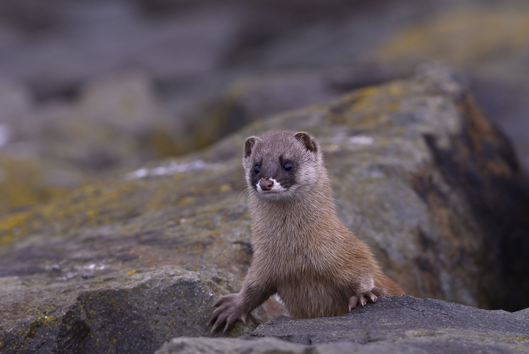 これはハクビシンの足跡 足の形や大きさから見分けよう 他の動物の足画像と比較 ミツモア