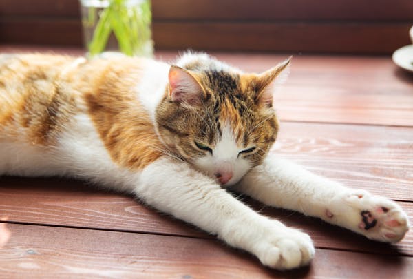 猫と引っ越しするならストレスに注意 連れていく方法や 新居に慣れてもらうためのポイントは ミツモア 猫と引っ越しするならストレスに注意 連れていく方法や 新居に慣れてもらうためのポイントは ミツモア