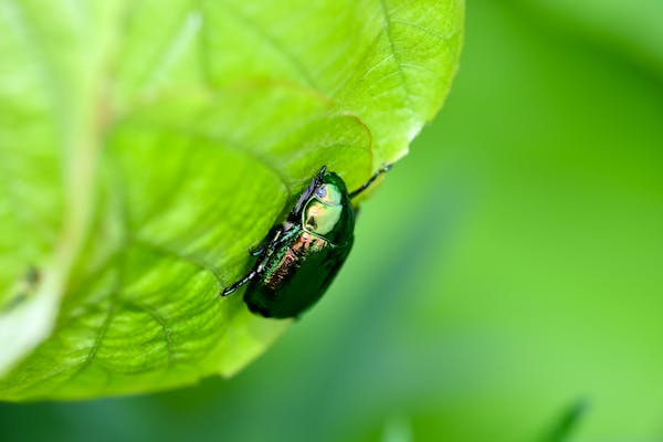 コガネムシの幼虫への対策とは 駆除や予防方法について紹介 ミツモア コガネムシの幼虫への対策とは 駆除や予防方法について紹介 ミツモア