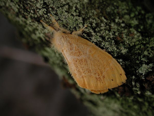 チャドクガは卵のうちに除去しよう 毒針毛の危険性と駆除方法を解説 チャドクガは卵のうちに除去しよう 毒針毛の危険性と駆除方法を解説