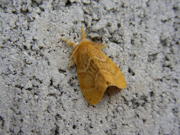 チャドクガは卵のうちに除去しよう 毒針毛の危険性と駆除方法を解説 ミツモア チャドクガは卵のうちに除去しよう 毒針毛の危険性と駆除方法を解説 ミツモア