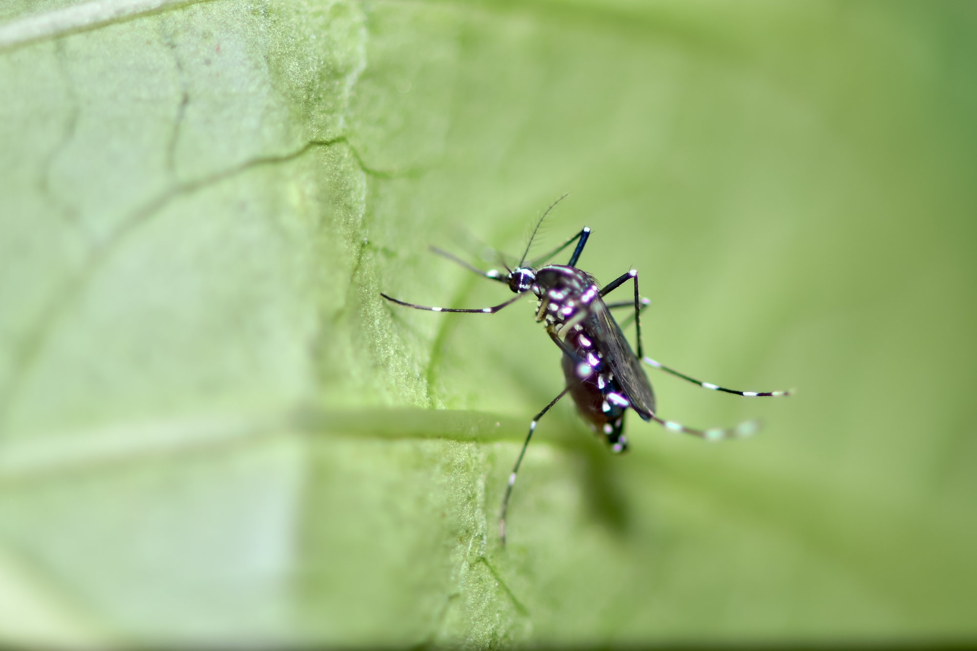 日本にいる蚊の種類について解説 生態 ライフサイクルを知って 発生を予防しよう