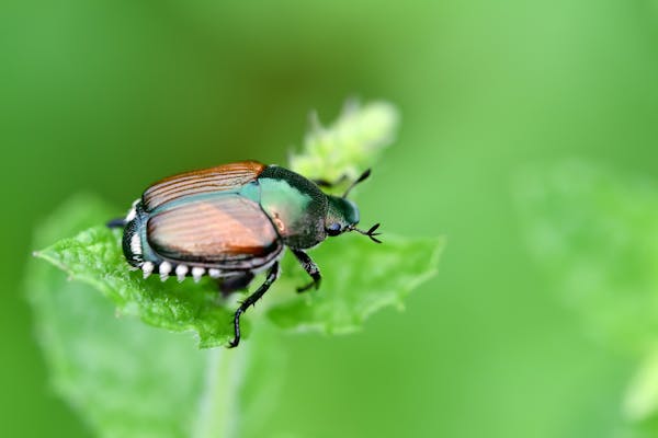 コガネムシの幼虫への対策とは 駆除や予防方法について紹介 ミツモア コガネムシの幼虫への対策とは 駆除や予防方法について紹介 ミツモア